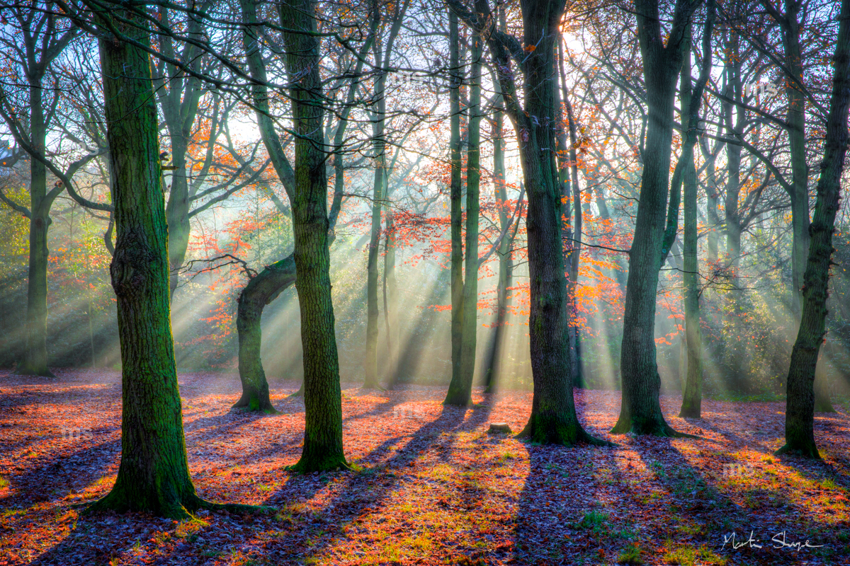 Streatham Common Woods #2