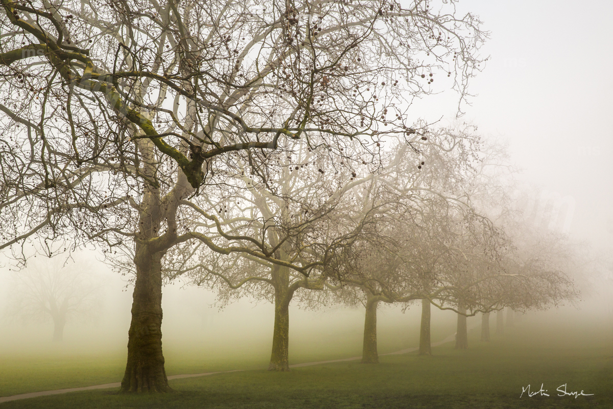 Streatham Common Tree Line In Mist